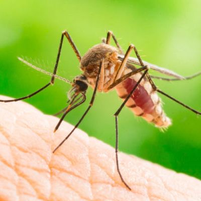 Foto de un mosquito Aedes aegypti